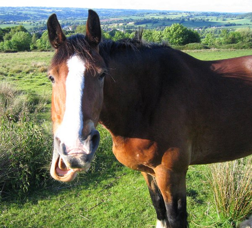 horse mouth