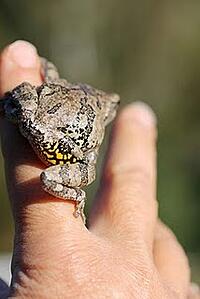 tree frog 1