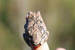 tree frog2